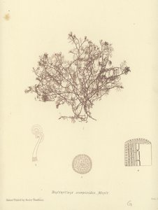 イギリスの海草（自然印刷） 作： English School